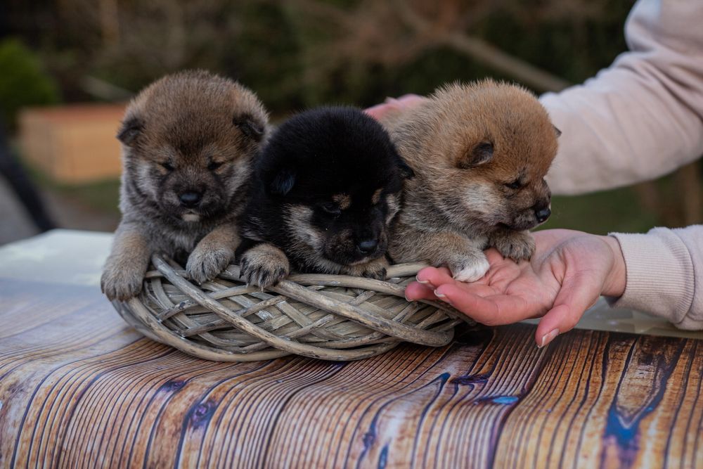 Шикарні цуценята шиба іну, shiba, сіба