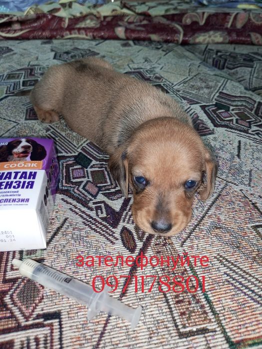 Рудого забарвлення міні-такси дуже маленькі діти