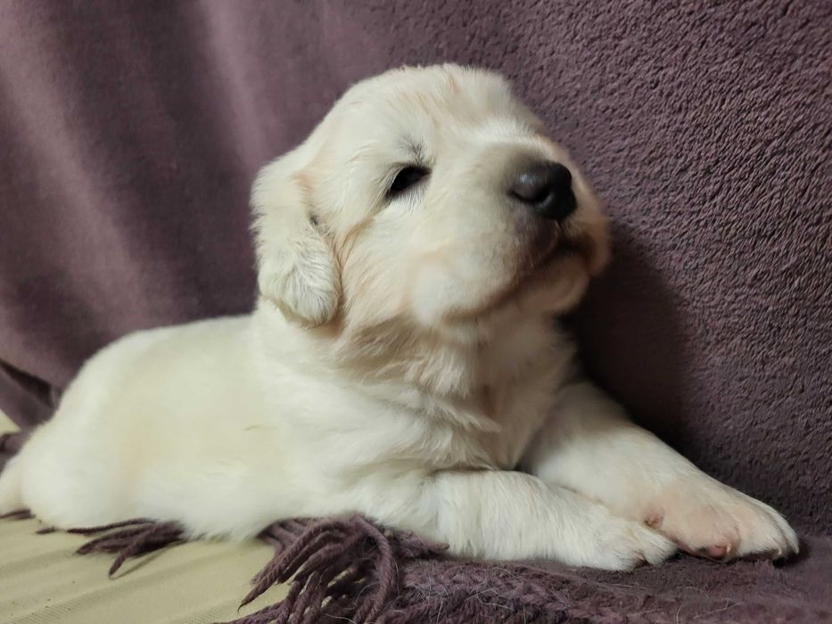 Polski Owczarek Podhalanski PIES-SAMIEC-"Spadochroniarz"