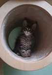 Kocurek maine coon Keks