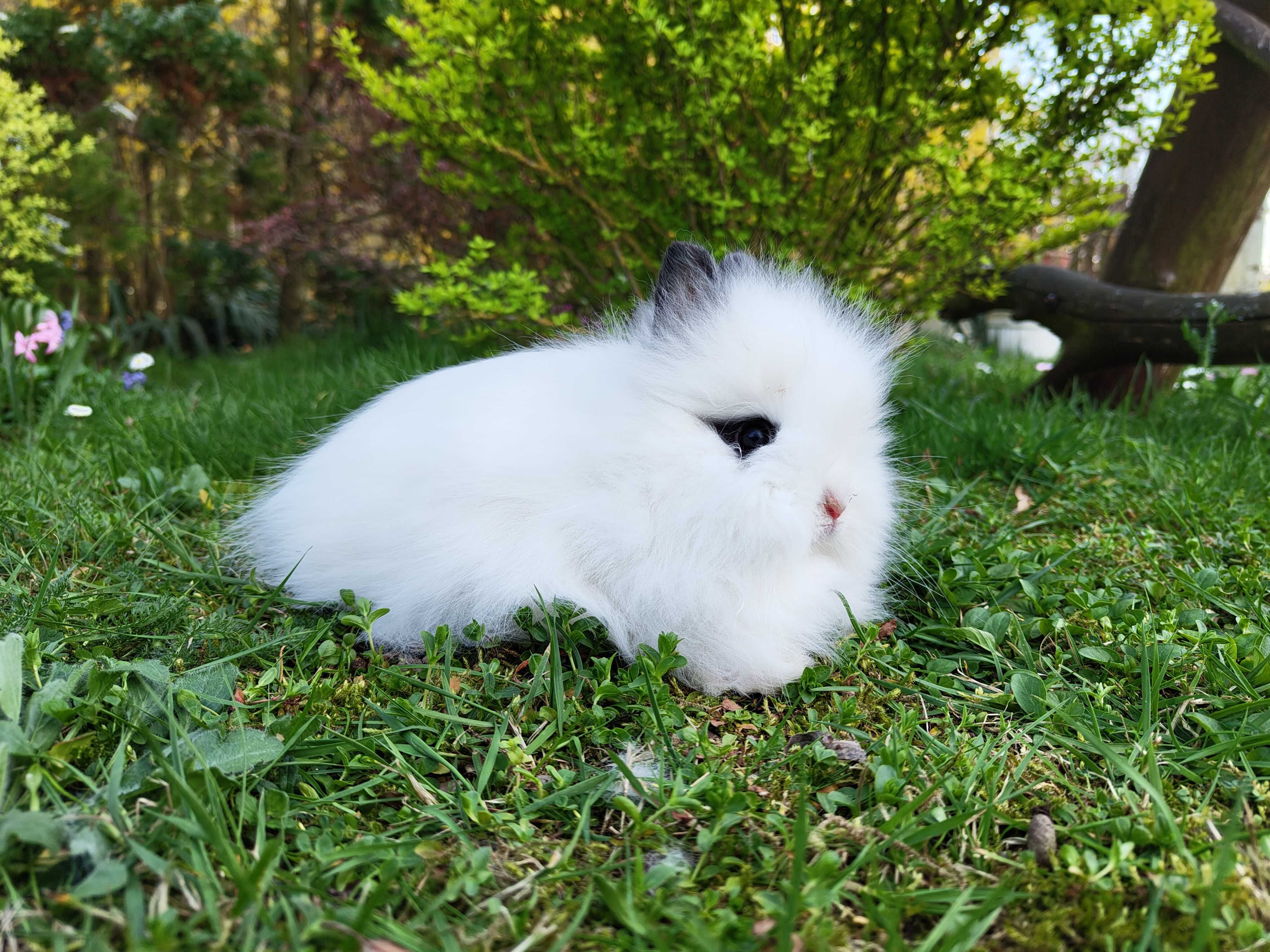 Urocze króliczki Karzełki Teddy.