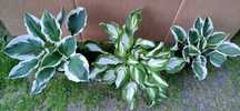 Funkia Hosta ogrodowa kilka sadzonek