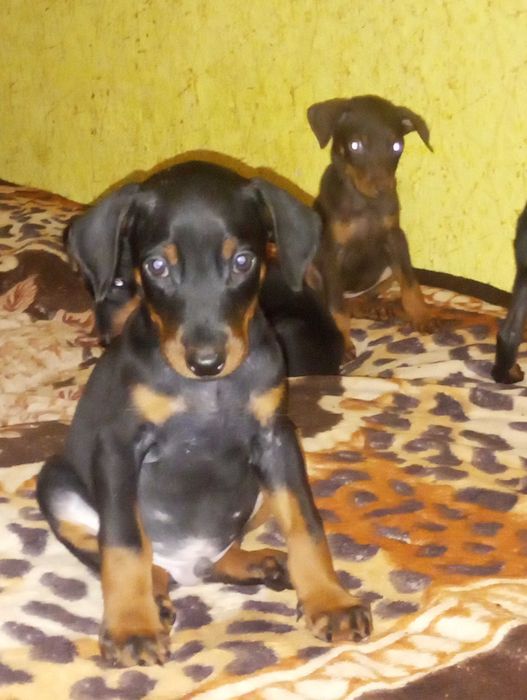 Продам цуценят породи доберман про вакциновані