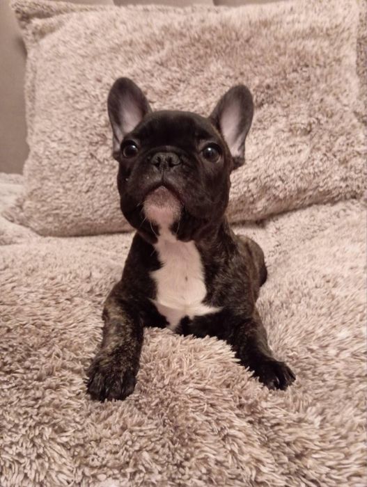 Цуценята французького бульдога шукають родину!