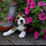Beagle zapowiedz miotu
