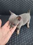 Piesek chihuahua koloru  niebieskiego  do rezerwacji