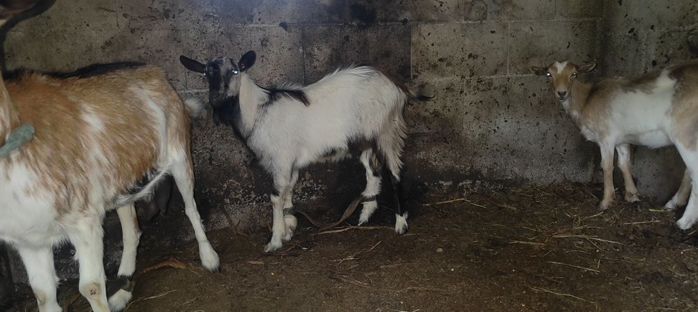 Casal cabritos 7 meses