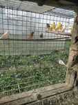 Troco  canários por aves de bico curvo