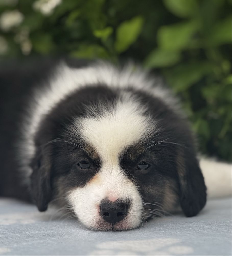 Amerykański owczarek miniaturowy- MAS - Mini Aussie- suczka FCI