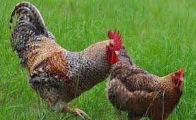 Яйце інкубаційне Триколор