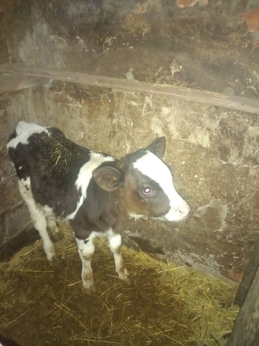Продам 2 - х месячную тёлочку.В Каменной Яруге.