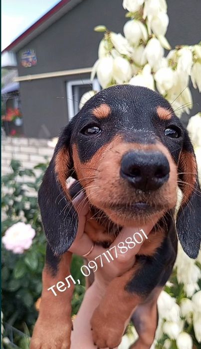 Увага чистокровні Таксята.
Звертаємо увагу вакциновані Нобіваком з пас