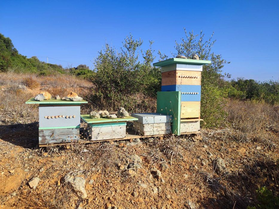 Material Apícola Reversível Usado – 4 Caixas com 10 Quadros Cada