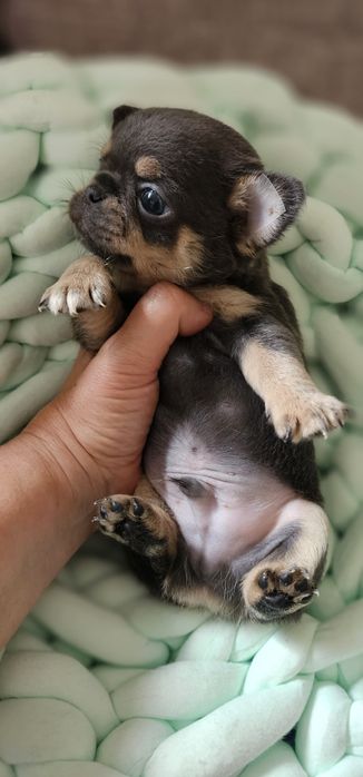 Chihuahua krótkowłosy blue tan
