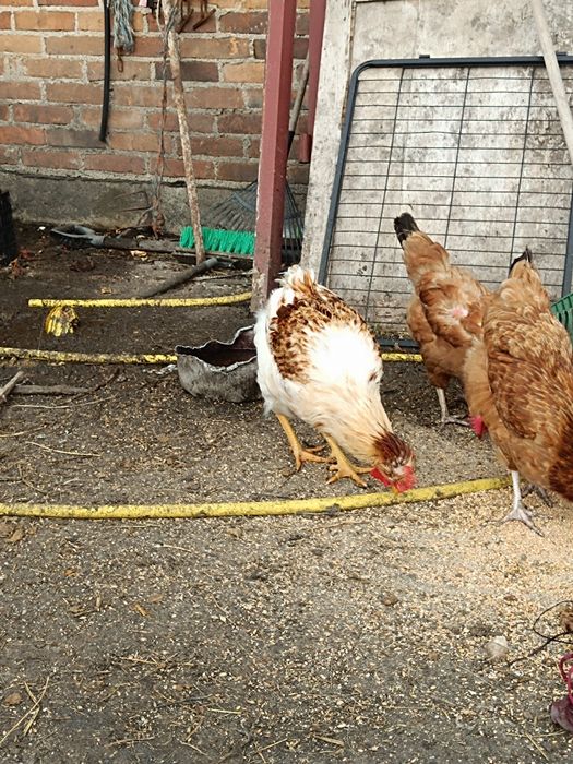 Koguty ozdobne czubatki