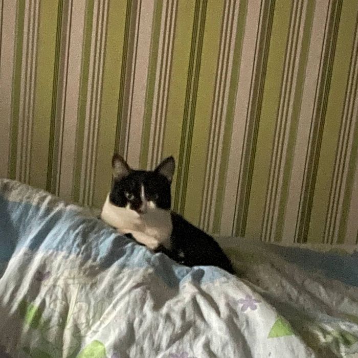 Загубився КІТ!!!