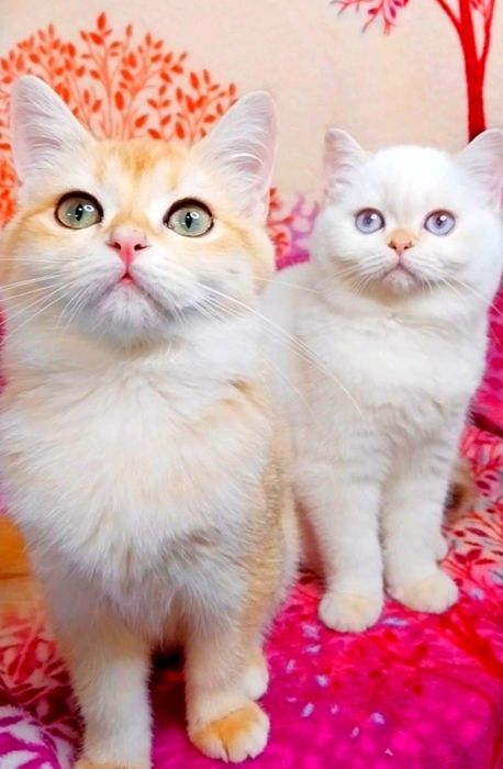 Чарівні шиншилові кошенята ведмежата