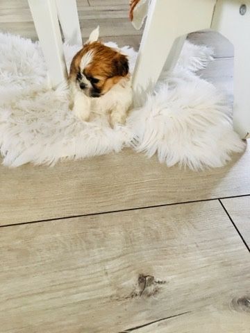 Shih tzu szczeniaczki do rezerwacji