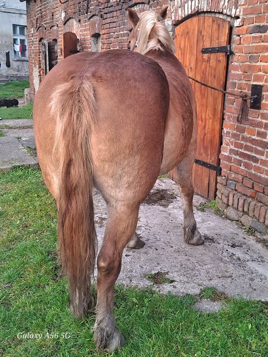 Klacz 5letnia i wóz