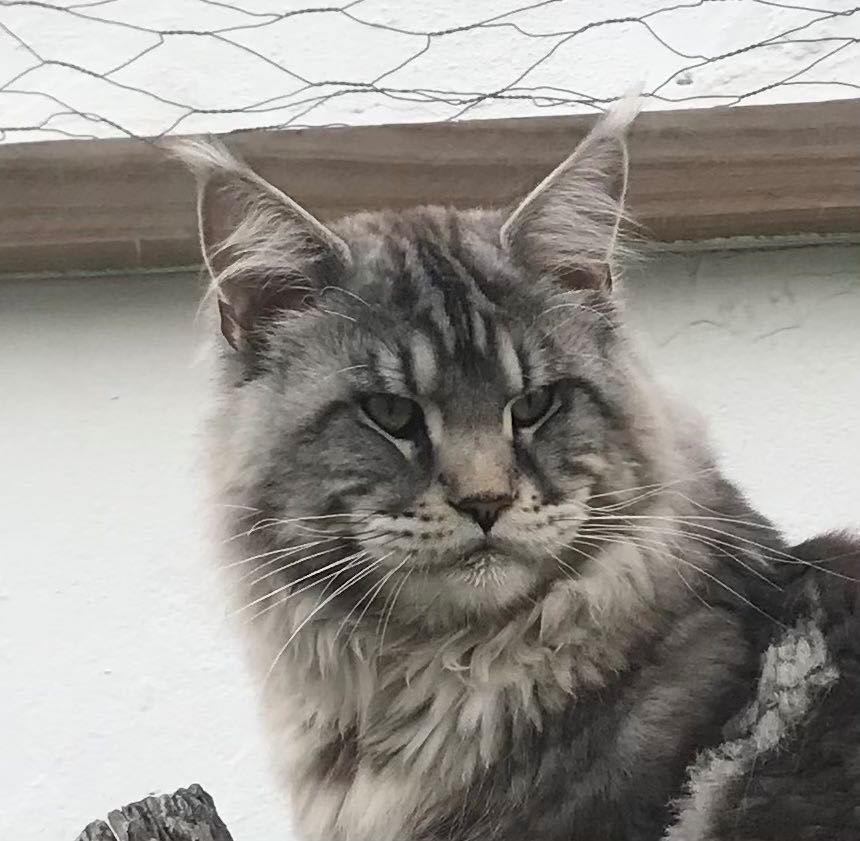 Maine Coon  -  XXL com LOP