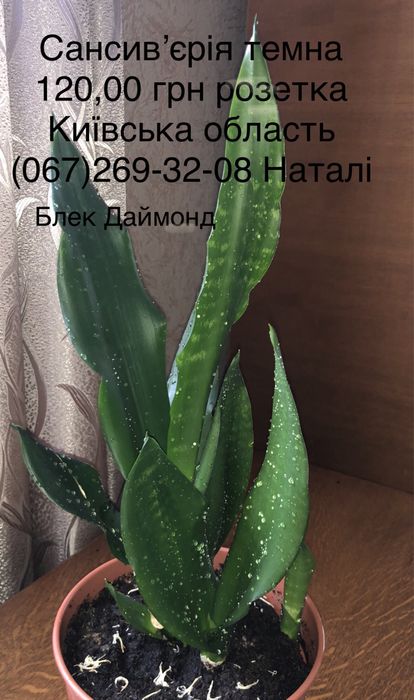 Сансев‘єра види, сансевʼєрія. Сингоніум види.