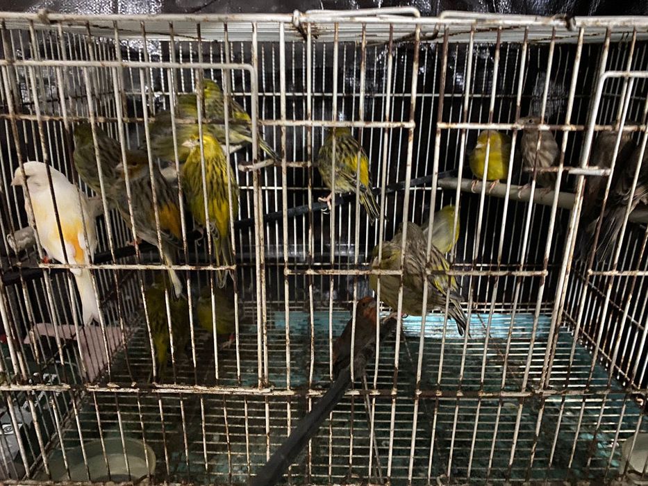 Vendo Canarios ou troco por outro tipo de aves