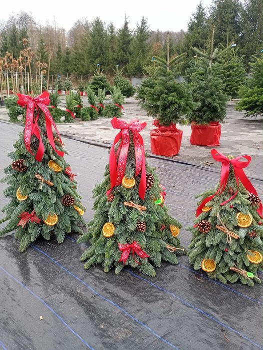 choinki z jodły nobilis