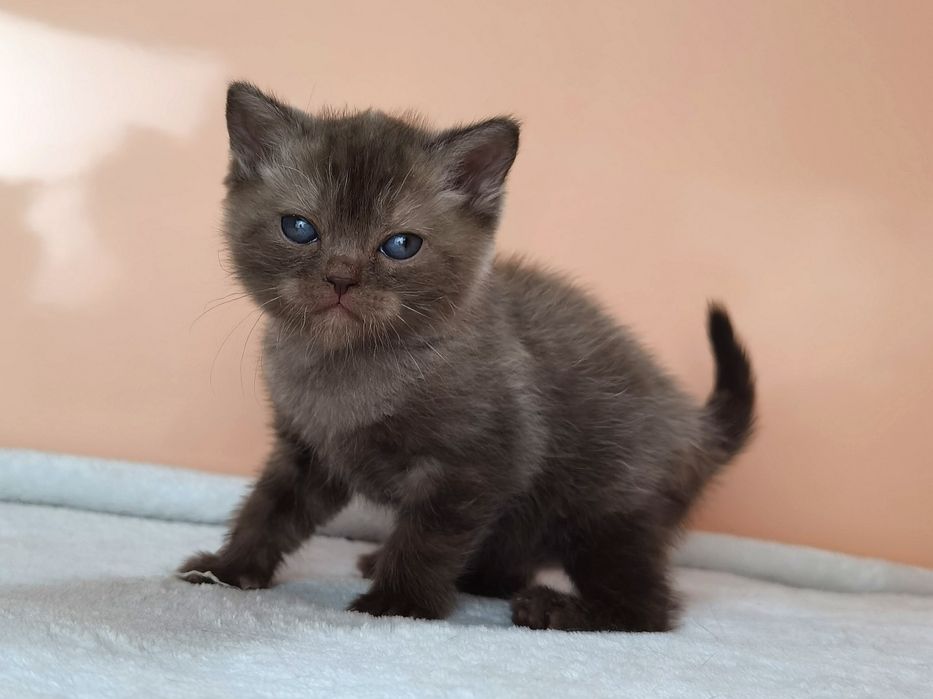 Шотландская шоколадная девочка с документами