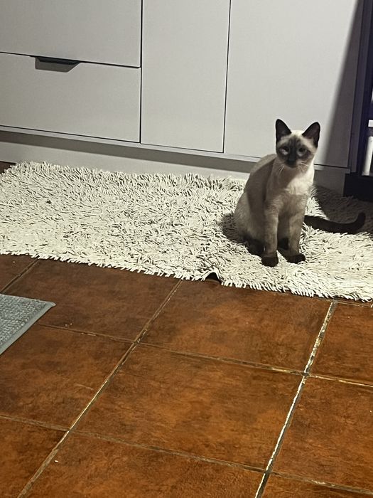 Gatinho para adoçao