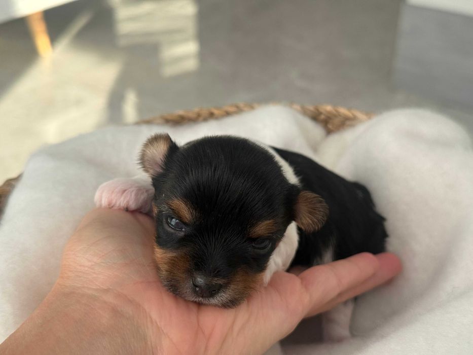 Yorkshire terrier Biewer , York , metryka ZKwP FCI , mały piesek Hugo