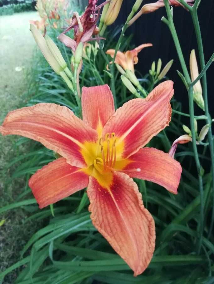 Liliowiec rdzawy (Hemerocallis fulva) duże karpy 35 cm