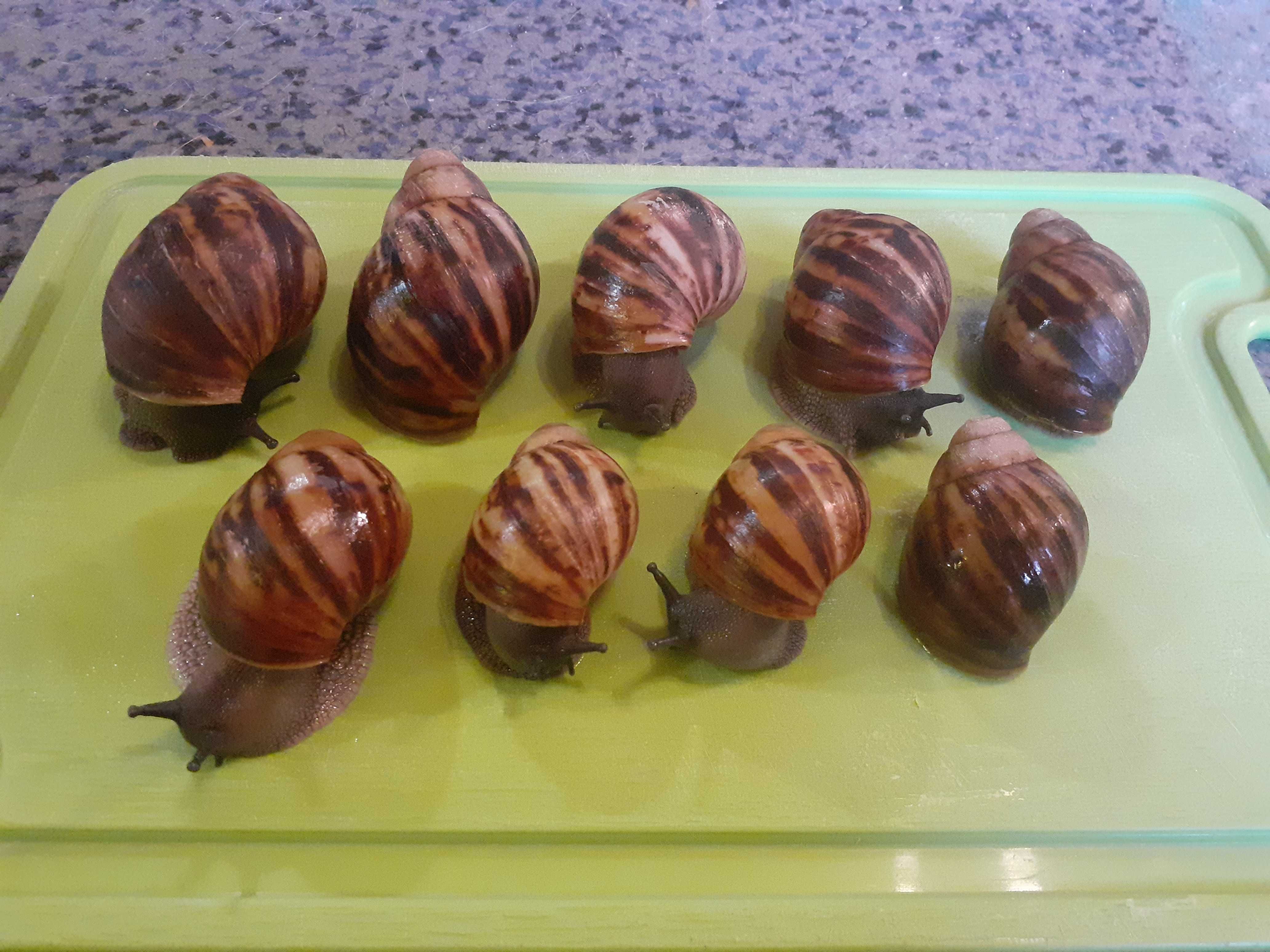 Ślimaki afrykańskie (Archachatina marginata) młode osobniki
