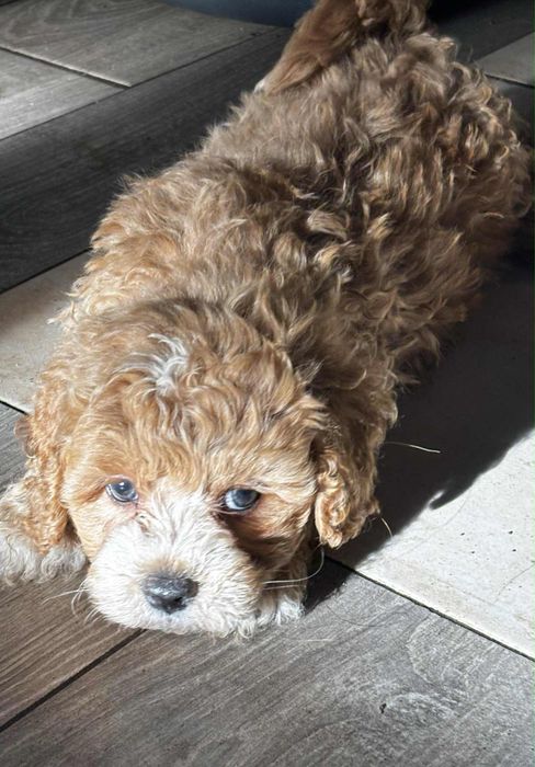 Maltipoo f1 uroczy chłopak Po dwóch szczepieniach. Gotowy do odbioru.