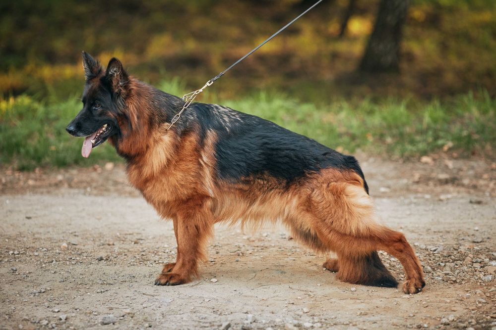 Owczarek Niemiecki Długowłosy