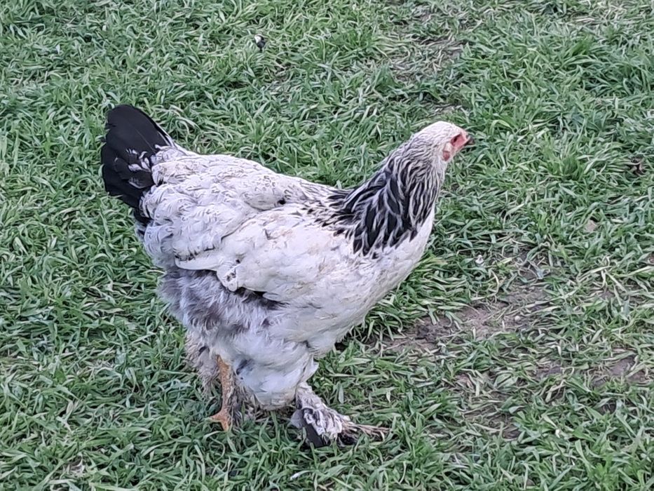 Brahma olbrzymia z maja 2025 r
