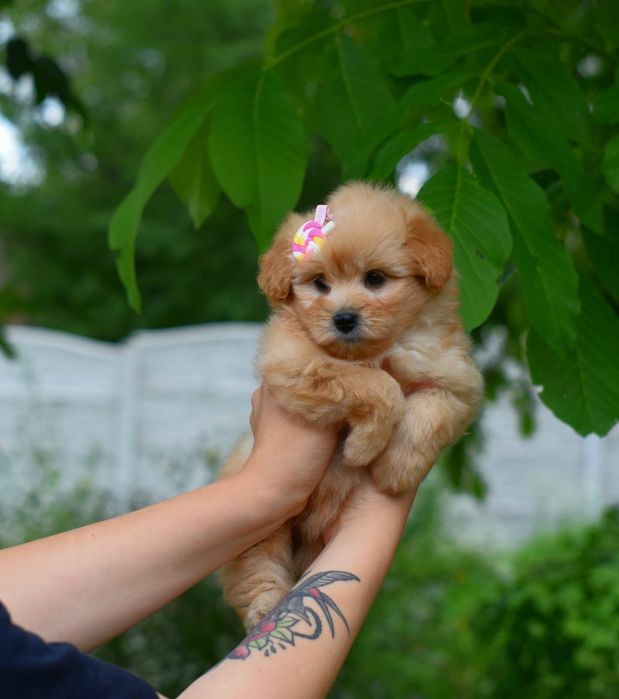 Міні Мальтіпу найкращі