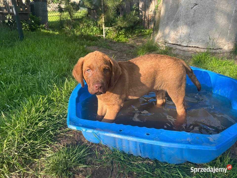 Chesapeake bay retriever
