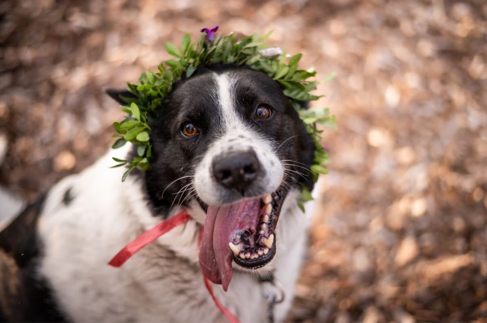 Przepiękny, bardzo inteligentny i łagodny pies jak husky. Czarno biały