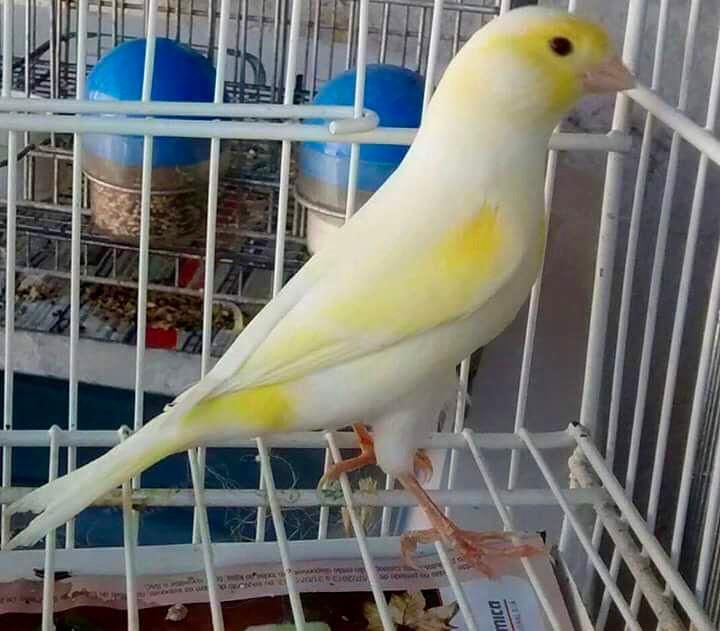 Canário Amarelo Mosaico