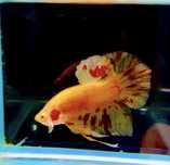 Bojownik Betta Vanda Aqualife