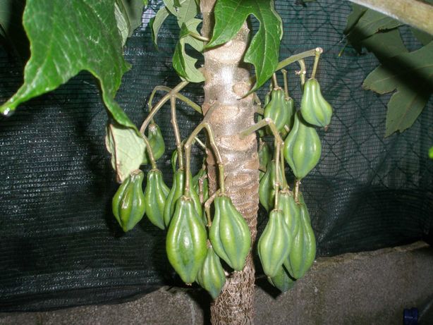 plantas de papaya da montanha