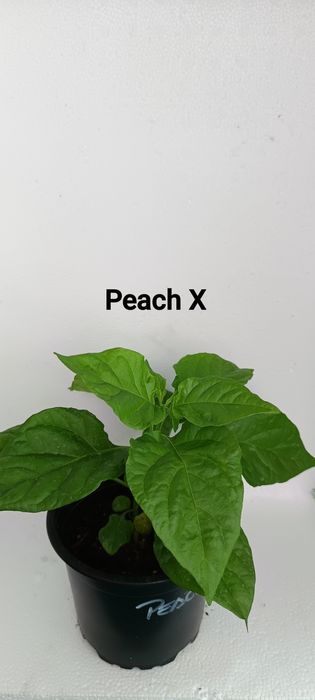 Plantas de malaguetas ardência nuclear (extrema)