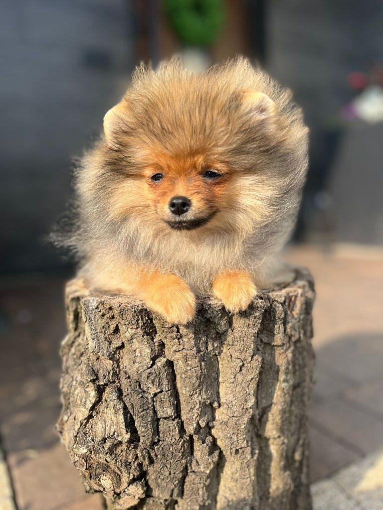 Pomeranian piesek gotowy do odbioru