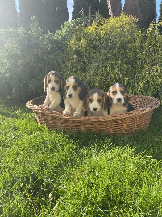 Szczeniak Beagle Suczka