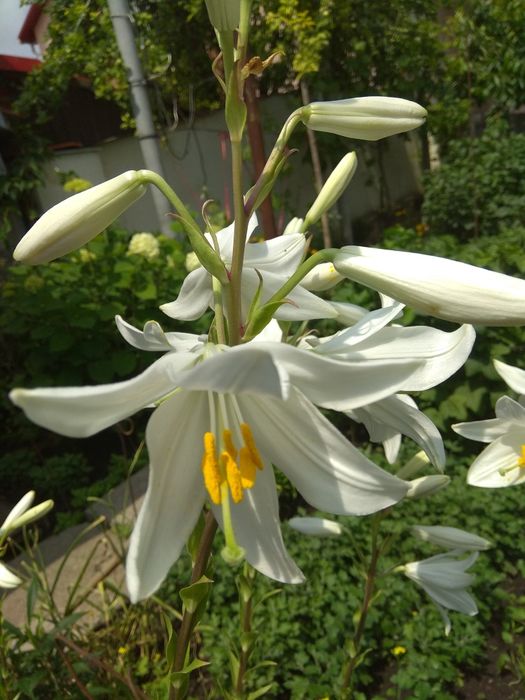 Луковицы лилии белой