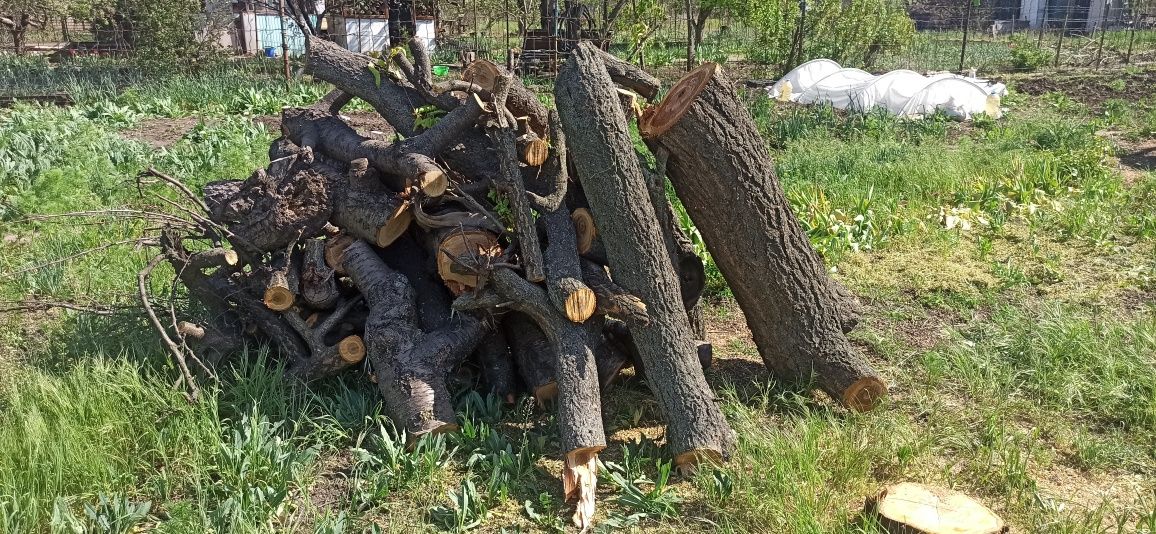Дрова не різані фруктових дерев