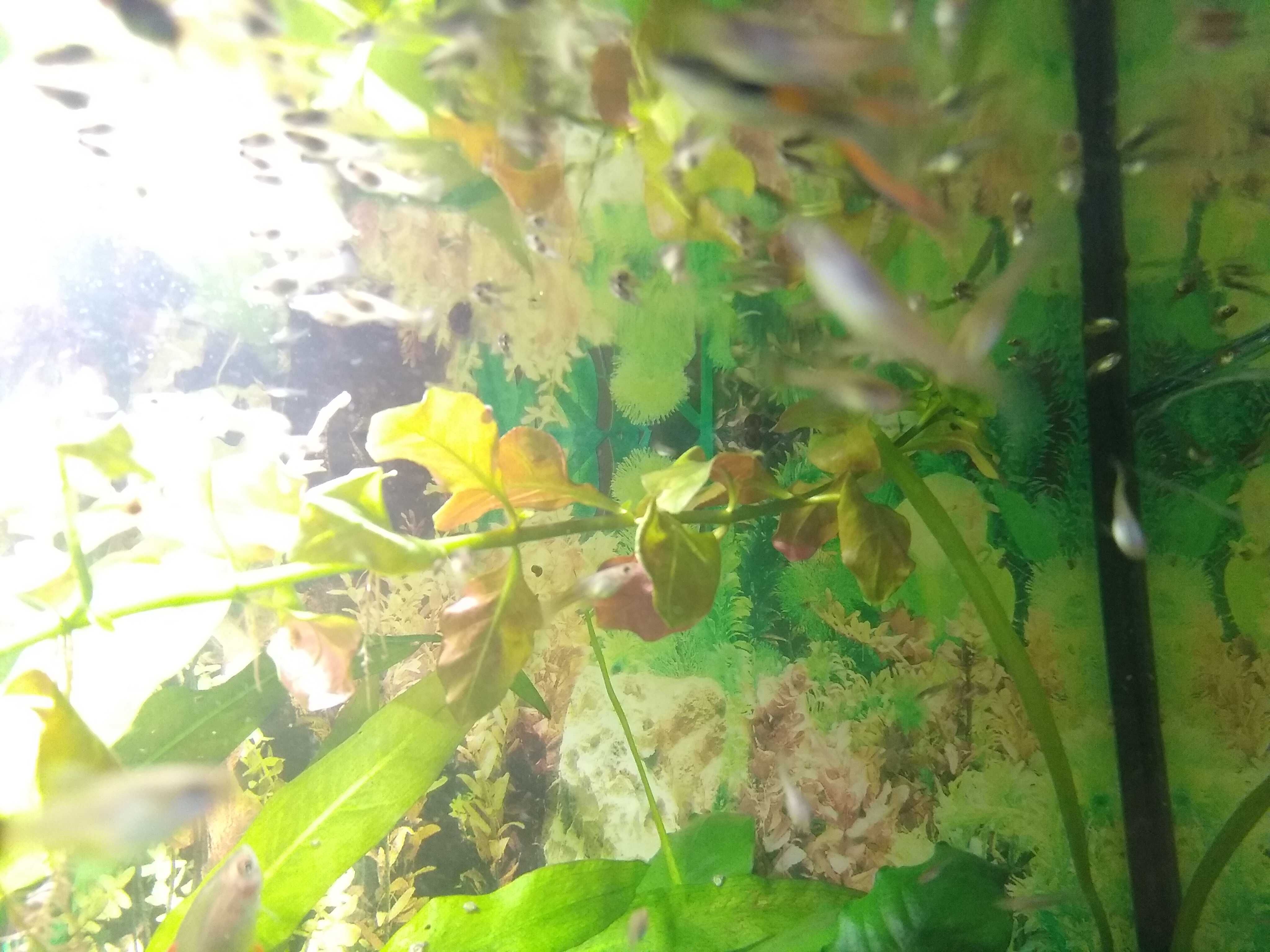 Sprzedam lub wymienię gupiki
