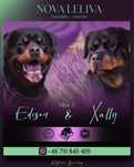 Rottweiler szczenię PIESEK
