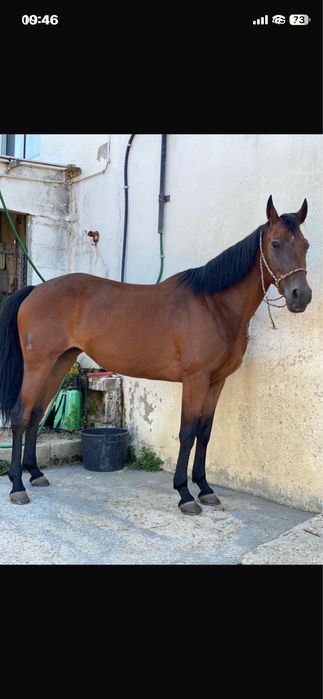 Egua cruzada 13 anos