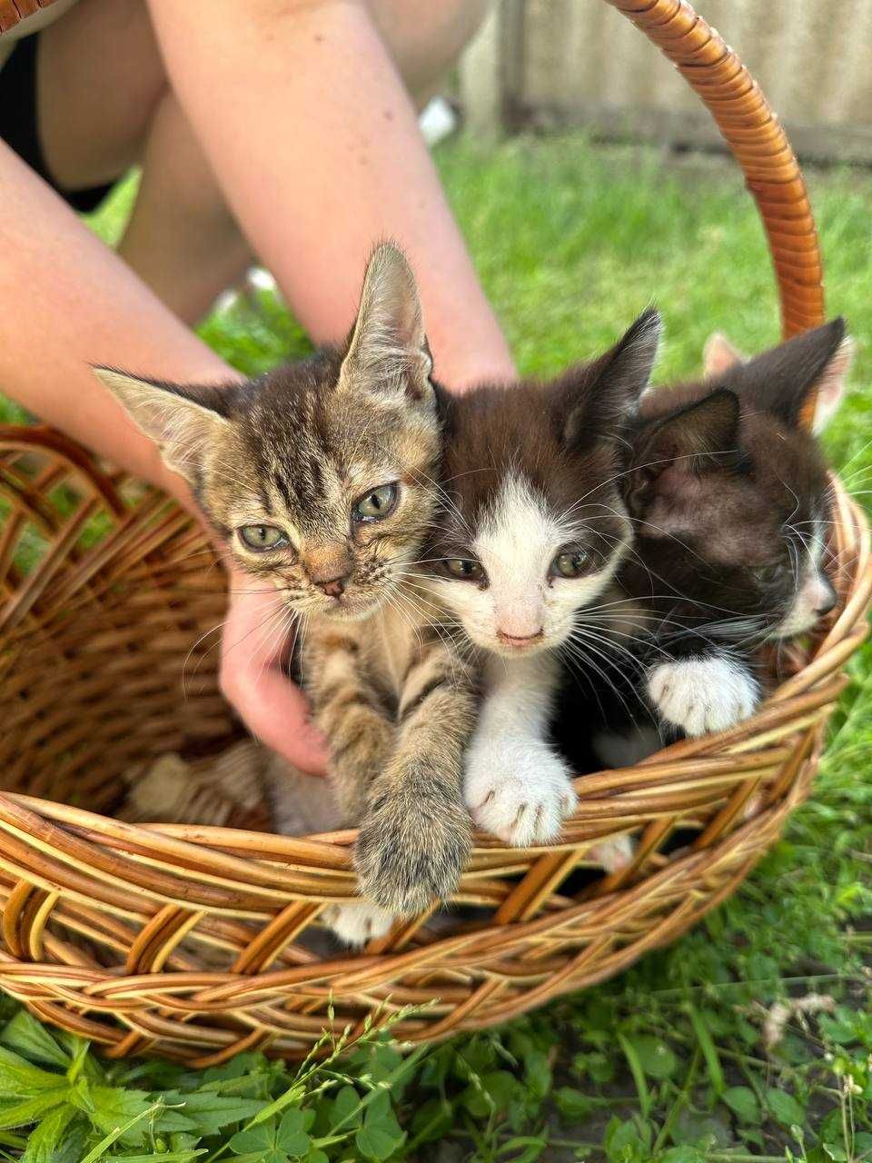 Кошенята дуже милі